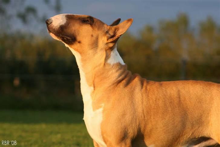 Bullterrier Asta - Taget af Katherine fra Kennel Redbull Royale´s, og brugt til mit nye Visa/Dankort ! Hva be ha !! ;O) billede 15