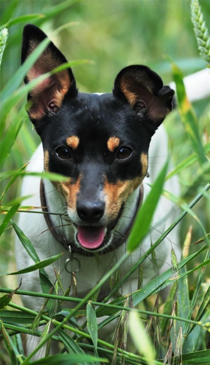 Dansk svensk gaardhund Gry billede 17