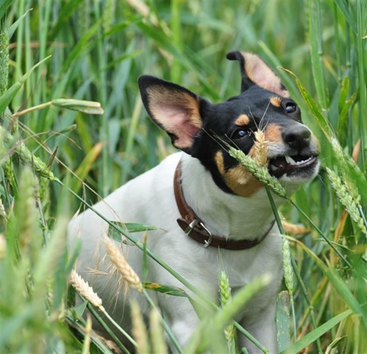Dansk svensk gaardhund Gry billede 18