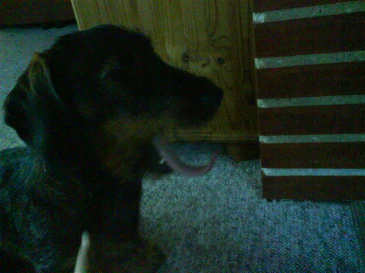 Gravhund Snoopy - Snoopy gaber billede 1