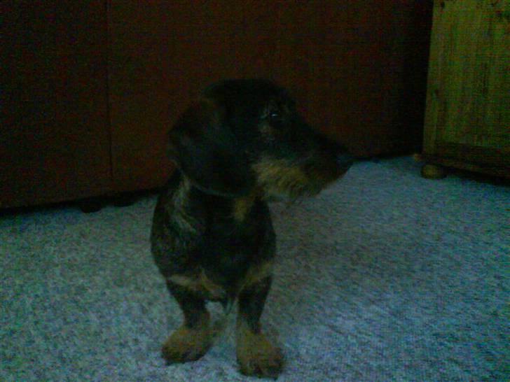 Gravhund Snoopy billede 2