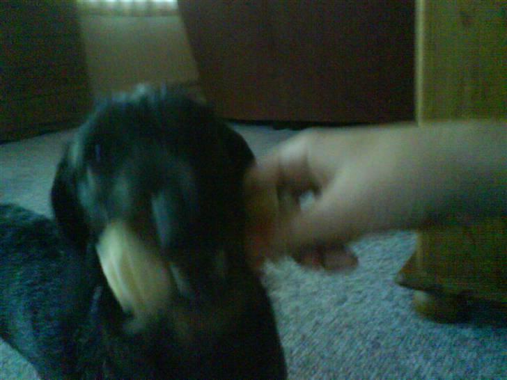 Gravhund Snoopy - Snoopy med hans ben billede 3