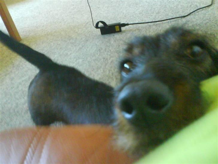 Gravhund Snoopy - må jeg få noget? billede 4