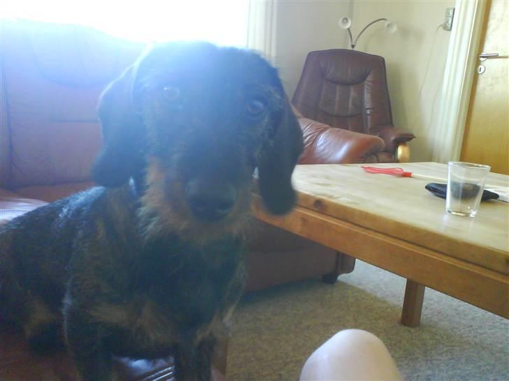 Gravhund Snoopy billede 5