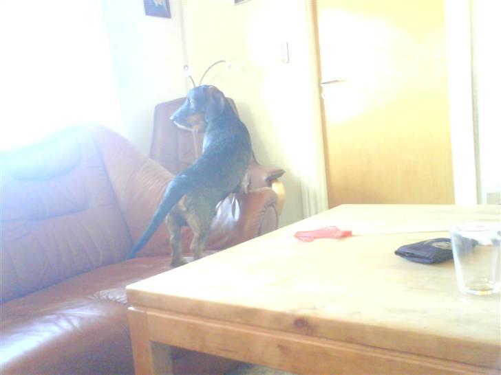 Gravhund Snoopy billede 6