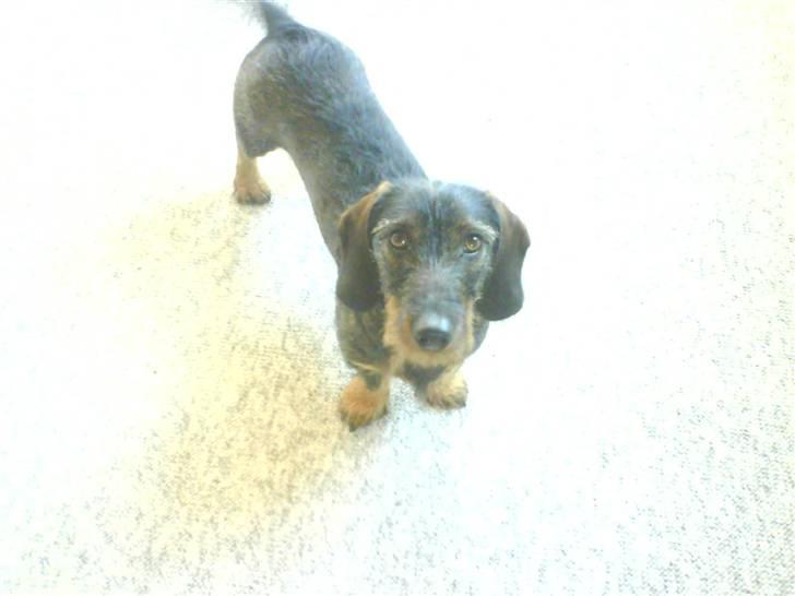 Gravhund Snoopy - Søød billede 7