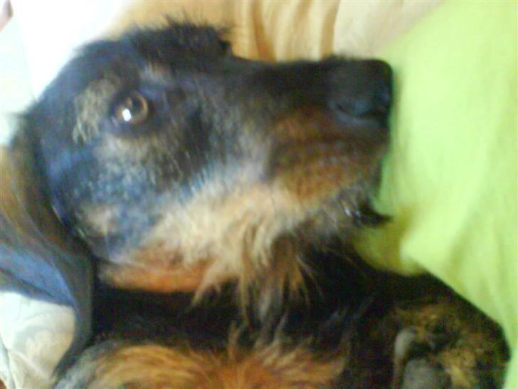 Gravhund Snoopy billede 8