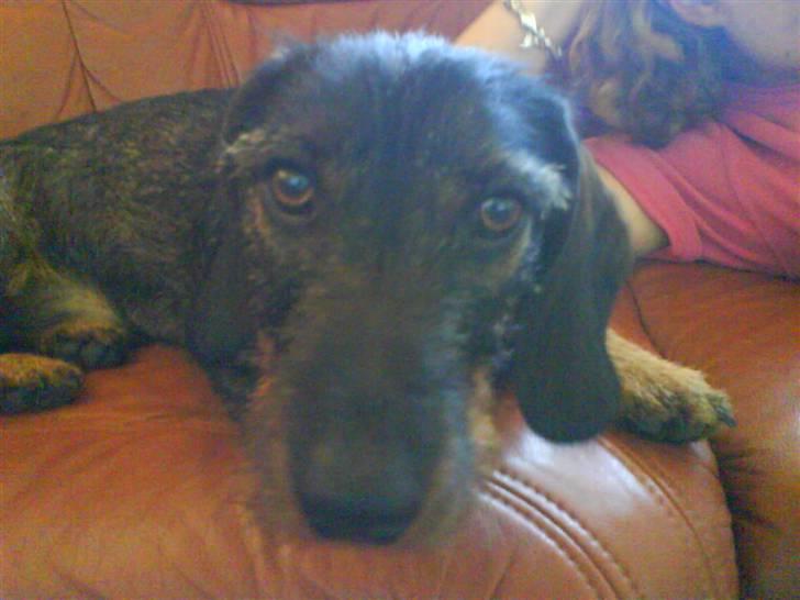 Gravhund Snoopy billede 9