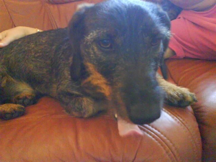 Gravhund Snoopy billede 10