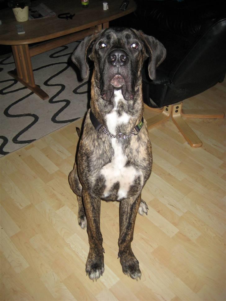 Blanding af racer Ozzy billede 16