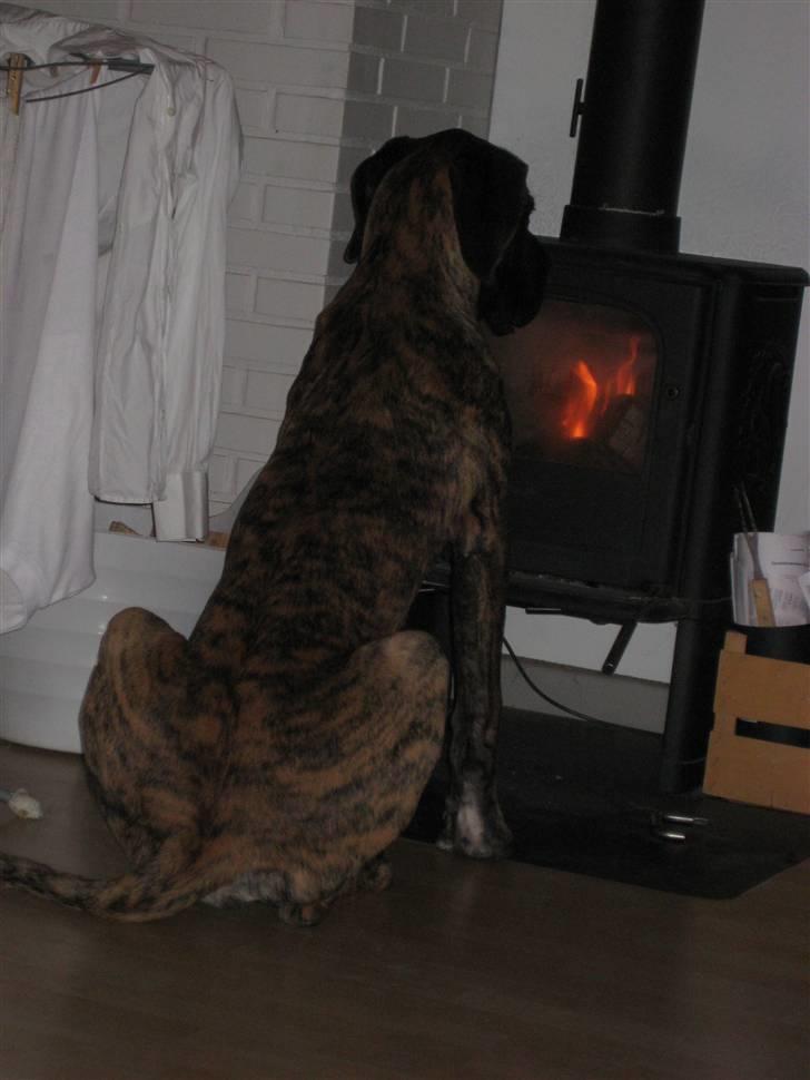 Blanding af racer Ozzy - Min bedste ven.  billede 17