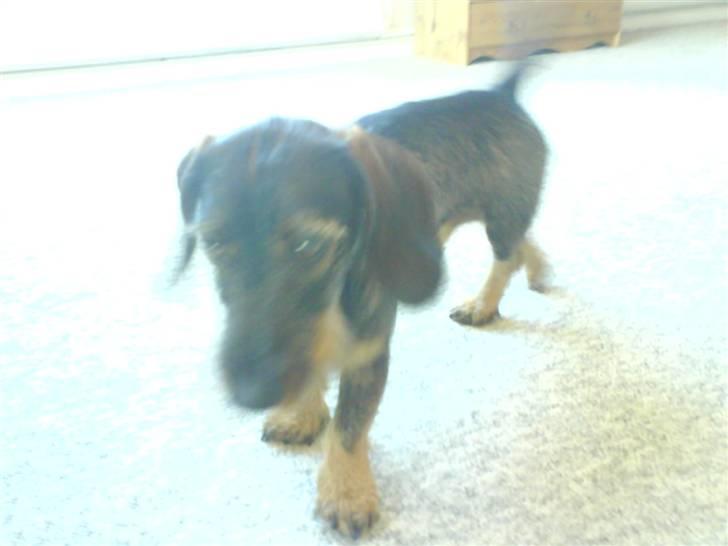 Gravhund Snoopy billede 11