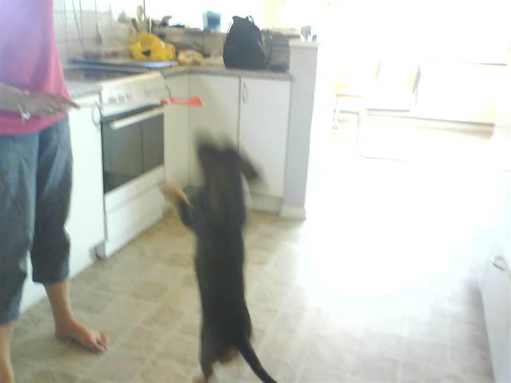 Gravhund Snoopy billede 12