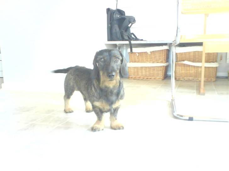 Gravhund Snoopy billede 13