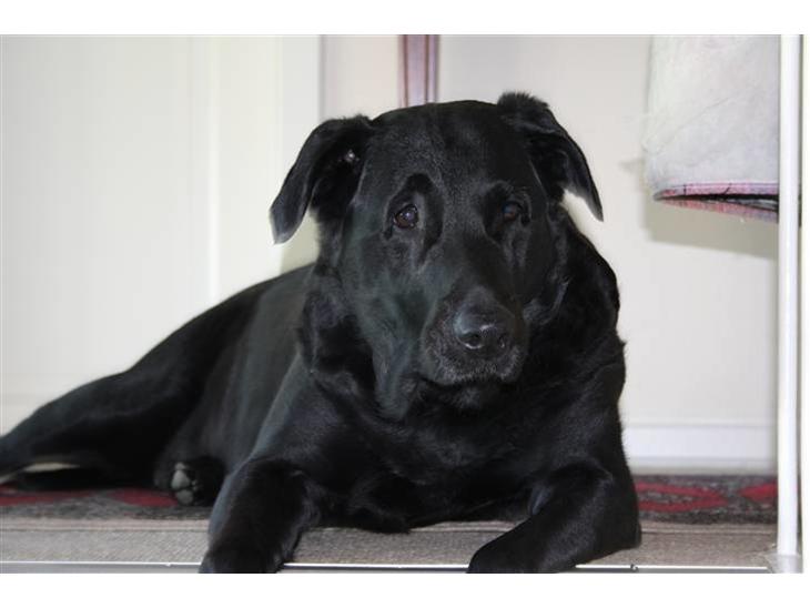 Labrador retriever Tiki - er dronning over huset :D her har hun udsigten over hele huset over ved mormor og morfar :D billede 1