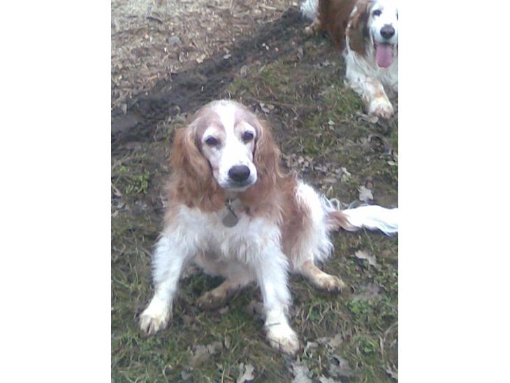 Welsh springer spaniel Qitaihe - Øffe billede 1