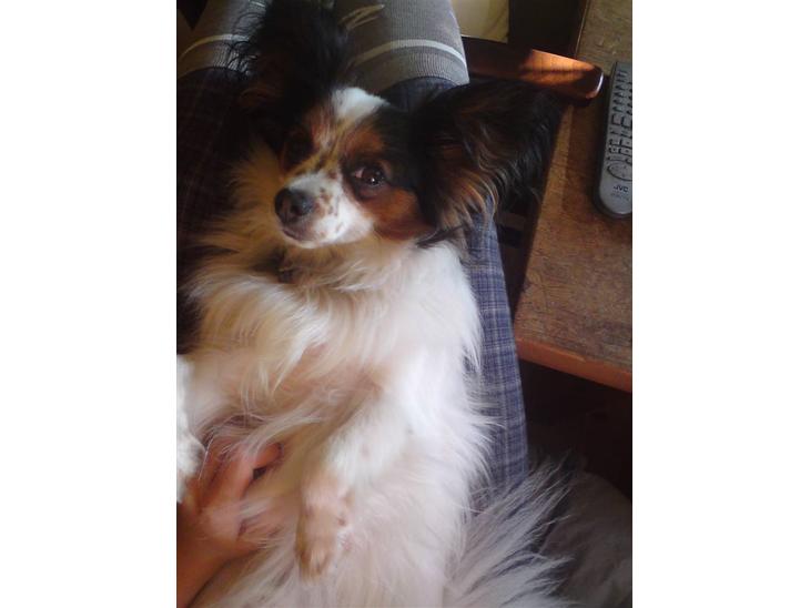 Papillon Luton R.I.P. billede 1