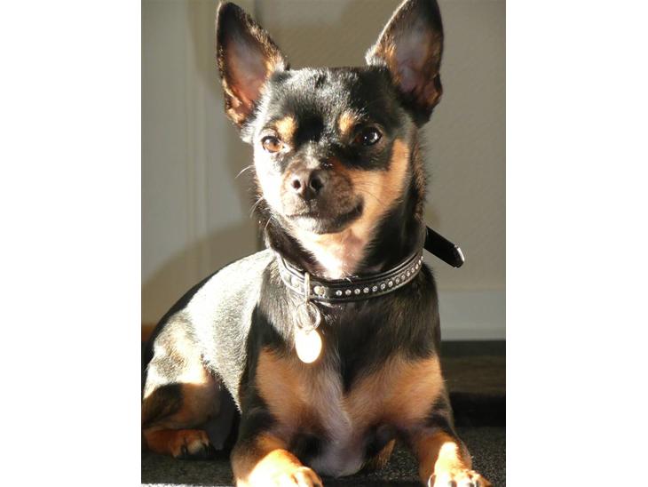 Chihuahua Buddy billede 1