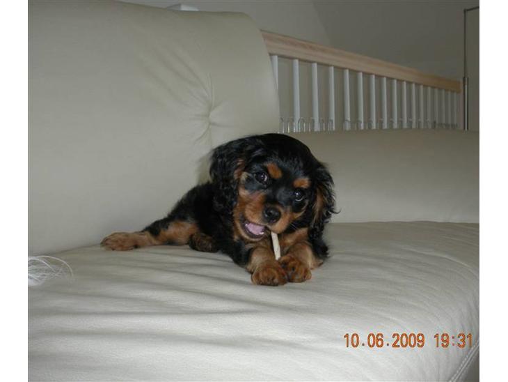 Cavalier king charles spaniel Cavalierhyttens Bella. billede 1