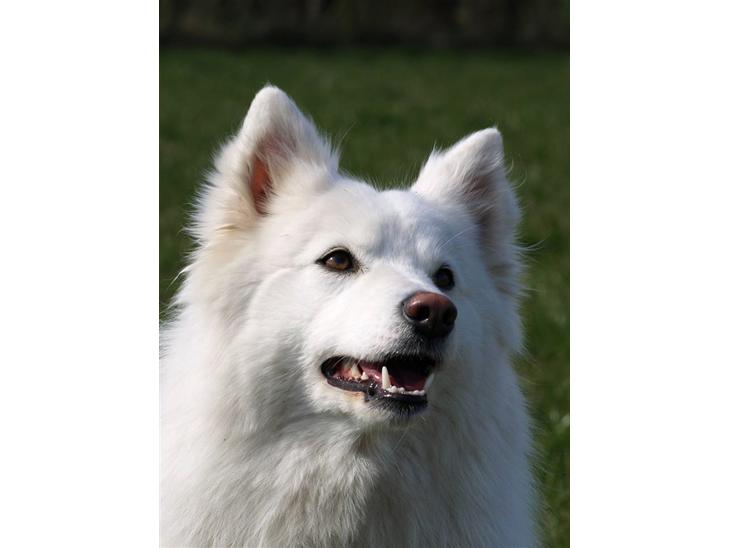 Dansk Spids Nikka - Nikka i Profil <3      Foto: Mette Bendt billede 1