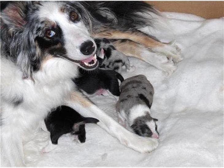 Australian shepherd laika's  Hvalpe. - laika med dine hvalpe billede 1