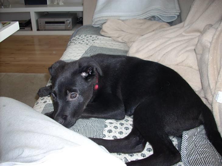 {{currentPhoto.altText}} billede {{currentPhoto.number}}