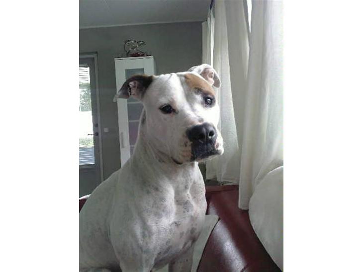 {{currentPhoto.altText}} billede {{currentPhoto.number}}