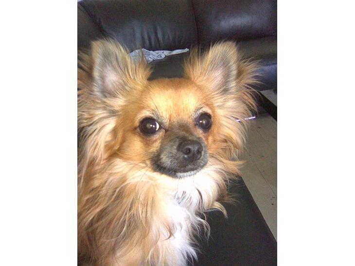 {{currentPhoto.altText}} billede {{currentPhoto.number}}