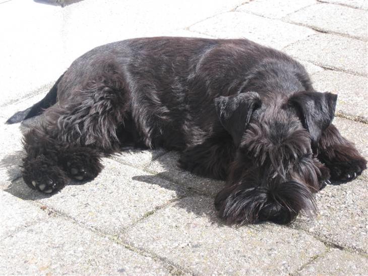 {{currentPhoto.altText}} billede {{currentPhoto.number}}