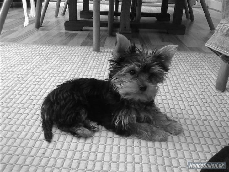 {{currentPhoto.altText}} billede {{currentPhoto.number}}