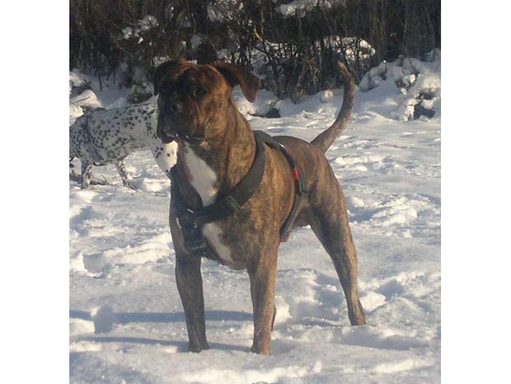 Blanding af racer R.I.P. Boddy - December 2010 billede 1