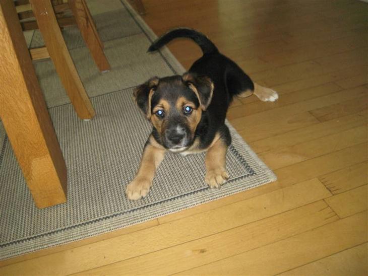 {{currentPhoto.altText}} billede {{currentPhoto.number}}