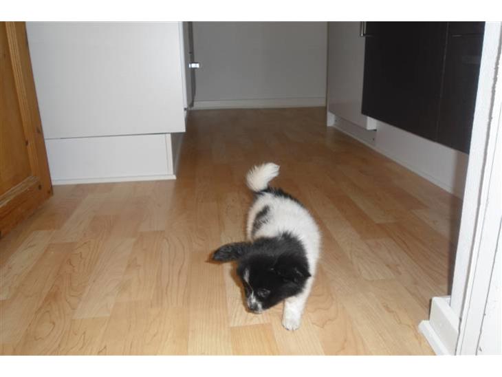 {{currentPhoto.altText}} billede {{currentPhoto.number}}