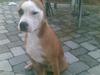 Amerikansk staffordshire terrier Nela