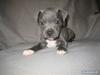 Staffordshire bull terrier Bentley