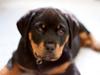 Rottweiler Von Hause Nomis Itaz RIP