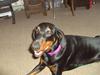 Dobermann Laura