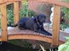 Labrador retriever Shelly