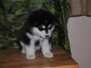 Alaskan malamute Achililleus