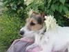 Jack russell terrier l Laika<3