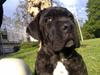 Cane corso Mojo!
