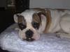 Engelsk bulldog Bøffe