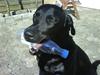 Labrador retriever Blacky [Himmelhund] [ Himmelhund]