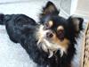 Chihuahua Asterix