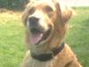 Blanding af racer Tiggy R.I.P :( [ Himmelhund]