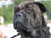 Mallorca Mastiff / Ca de Bou Albert