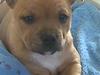 Staffordshire bull terrier Betty 