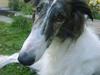Borzoi Louis