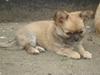 Chihuahua Frontrunner`s Tosca