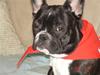 Fransk bulldog Karla (Kelli)